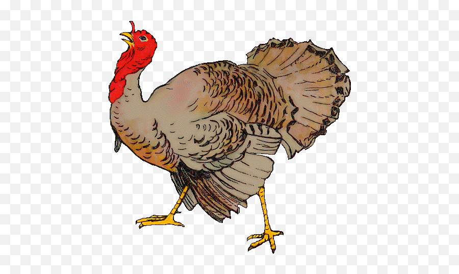 19 Beautiful Collection Of Turkey Cliparts Images Emoji,Turkey Emoji For Android
