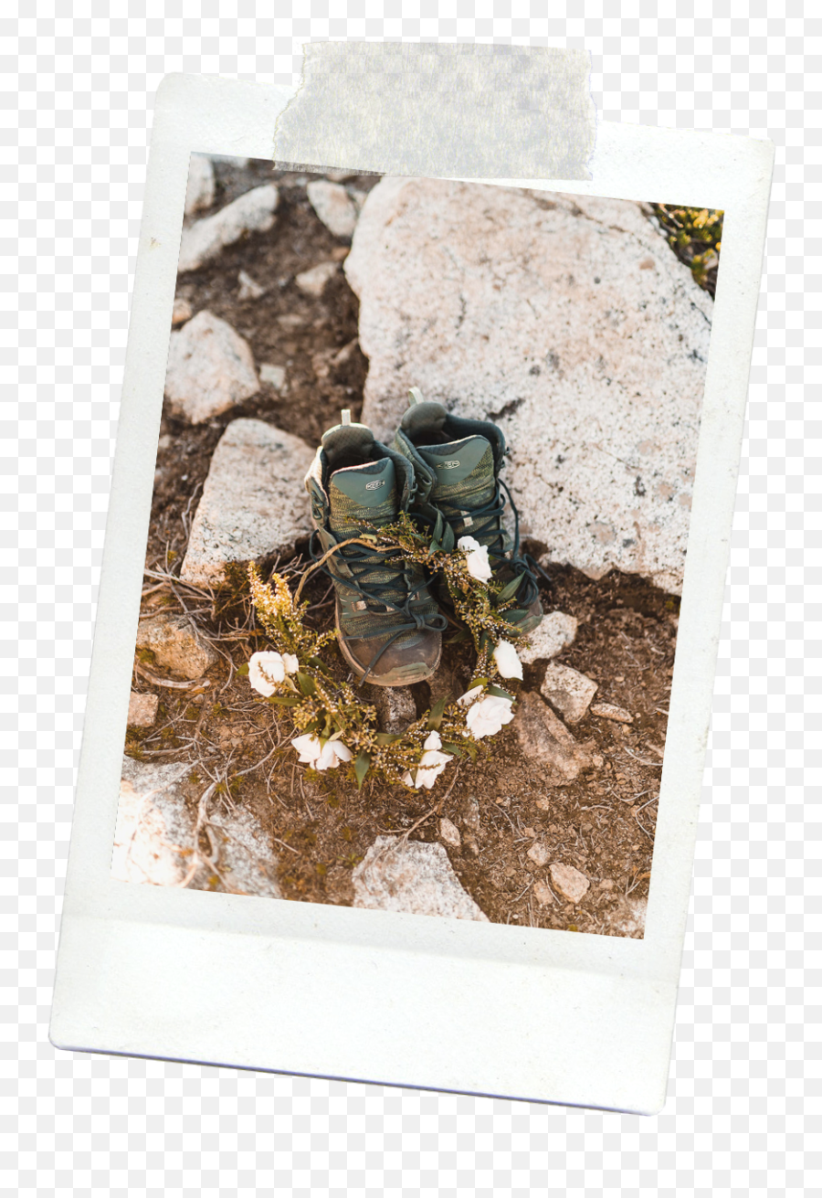 Between The Pine Adventure Wedding And Elopement Photographer Emoji,I Dont Need Emotions To Open Your Deep Sea