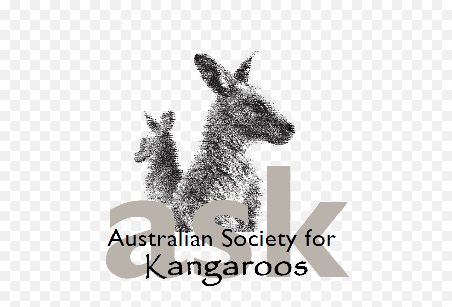 About Us Kangaroos Are Not Shoes Emoji,Kangaroo Emoticon For Facebook