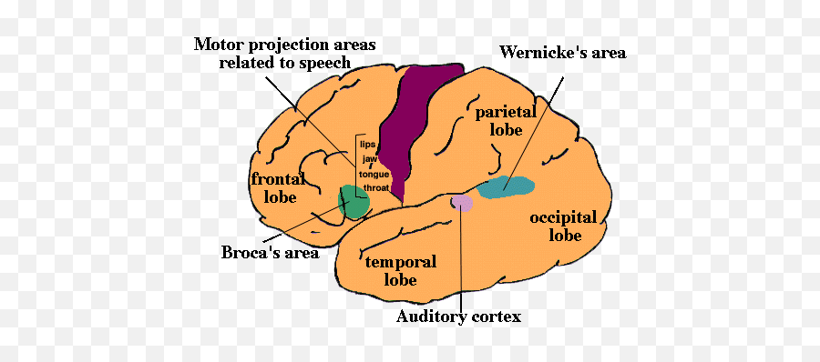 Brocau0027s And Wernickeu0027s Aphasia Mary Louise Kean Uc Irvine - Aphasia Area Emoji,Frontal Lobe Emotion