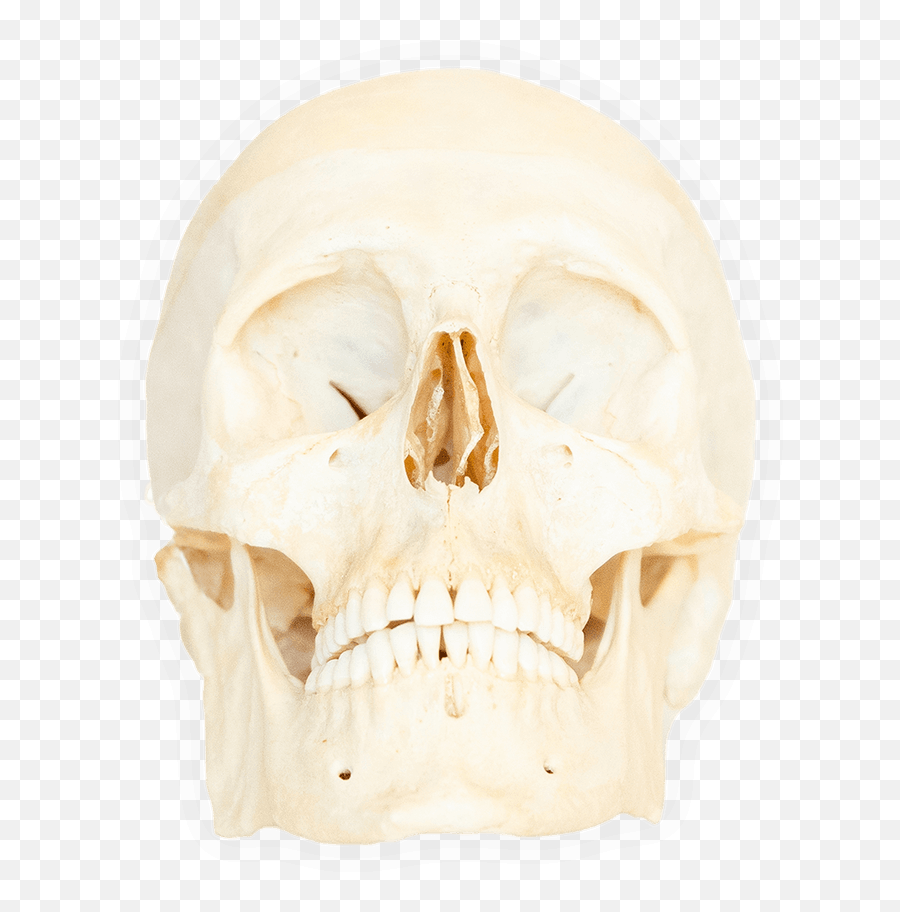 Real Human Bones For Sale Jonsbones Emoji,Skull & Bones Bird Sailboat Emoji