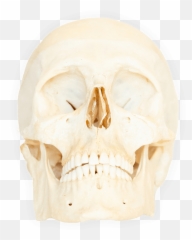 Real Human Bones For Sale Jonsbones Emoji,Skull & Bones Bird Sailboat Emoji