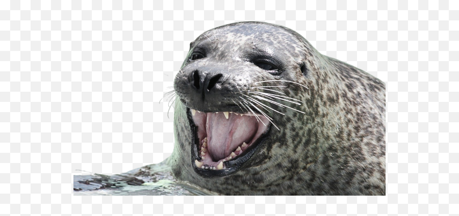 Laugh Png Images Download Laugh Png Transparent Image With Emoji,Seal Emoji Apple