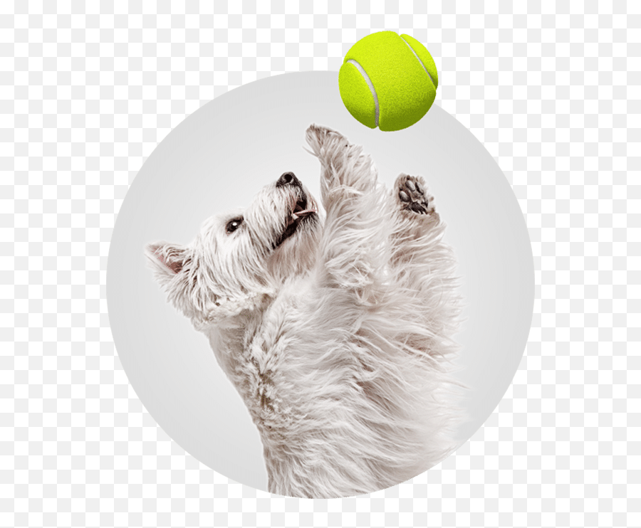 Doggy Daycare Milwaukee Wi Central Bark Milwaukee Wi - For Tennis Emoji,What Emotions Do Dogs Have