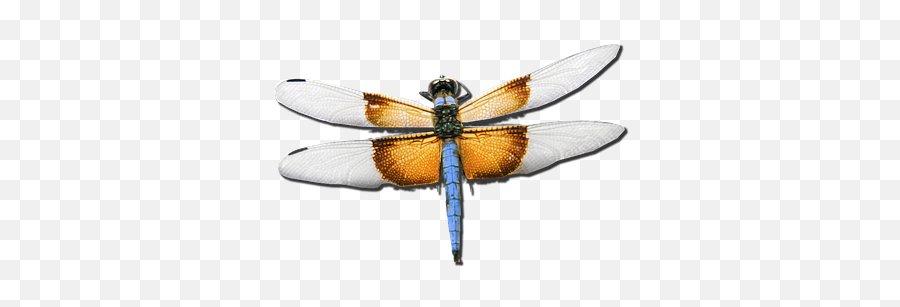 100 Free Stream U0026 Nature Illustrations - Pixabay Flying Insect Real Png Emoji,Dragonfly Emoji