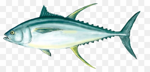 Download Ahi Tuna Png Clipart - Tuna Fish Png Full Size Tuna Fish Clipart Emoji,Fish Emoji