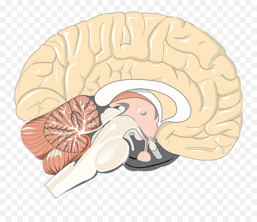 Understanding The Mind The College Of Arts U0026 Sciences - Brain Cross Section Png Emoji,Logic And Emotion Parts Of The Brain