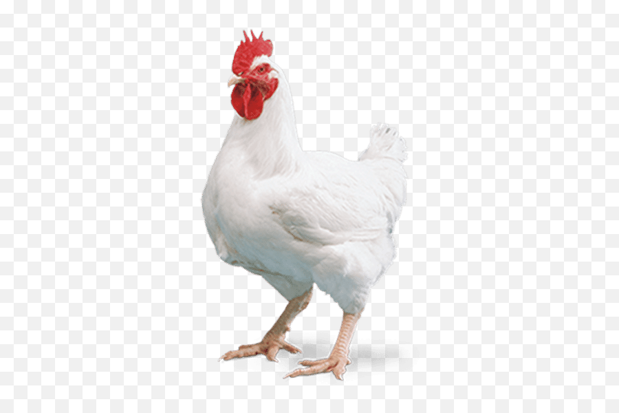 Cobb 700 - The New Standard In High Yield The Poultry Site Broiler Chicken Emoji,Cornish Cross Chicken Emotions