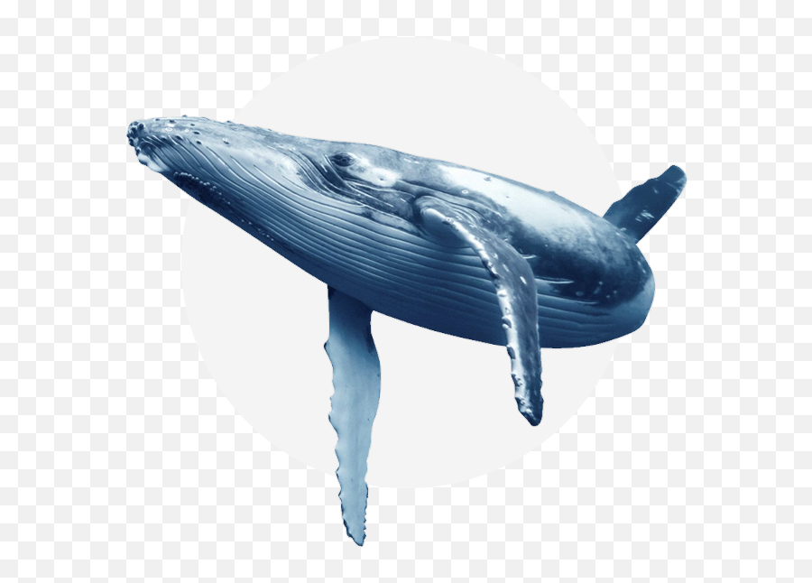 Oceanside Adventures - Blue Whale Transparent Background Emoji,Children Of The Whales No Emotion