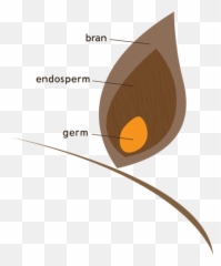 Great Harvest Bread Whole Grain Wheat - Vertical Emoji,Emotions Have Three Components