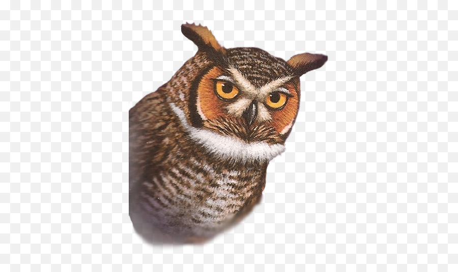 St - Guardians Of Ga Hoole Skench Emoji,Owl Emotions Sort