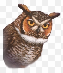 St - Guardians Of Ga Hoole Skench Emoji,Owl Emotions Sort