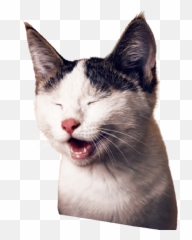What Is A U201cfearu201d F E A R A Four - String Word Whichu2026 By Domestic Cat Emoji,Fear Emotion Growth Chart