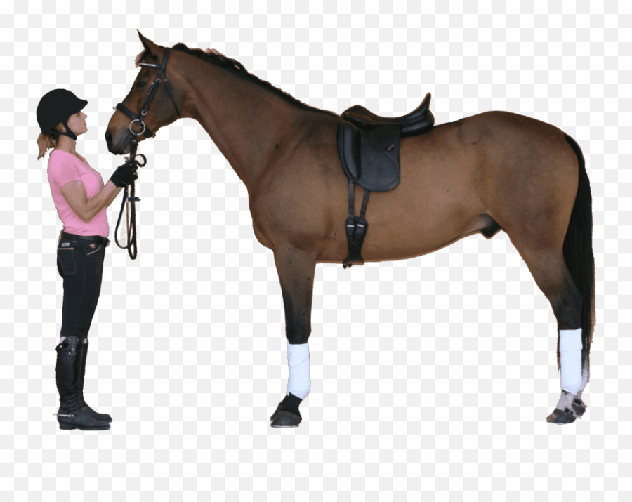 Equestrian Imports Your Full Service On Line Source - Dressage Saddles On Horse Emoji,Horse Riding Emoji
