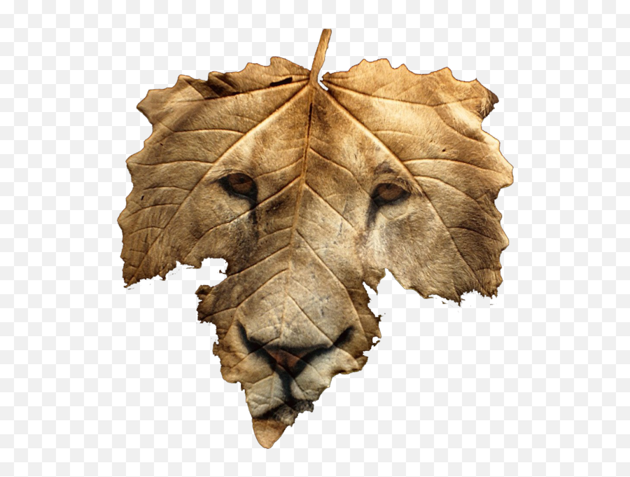 Lion On Leaf Psd Official Psds Emoji,Brown Leaf Emojis Png