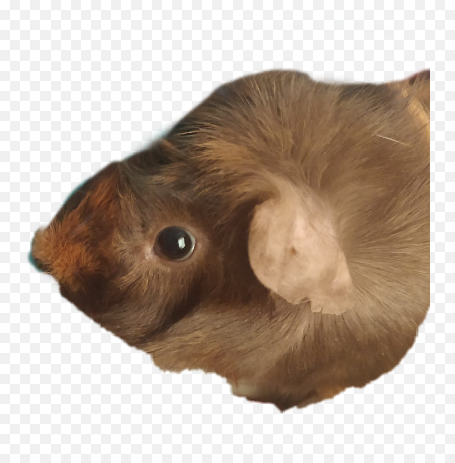 Discover Trending Weeee Stickers Picsart - Soft Emoji,Guinea Pig Emoticon