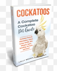 Caique Parrots Landing - Cockatoo Emoji,Cockatiel Emotions