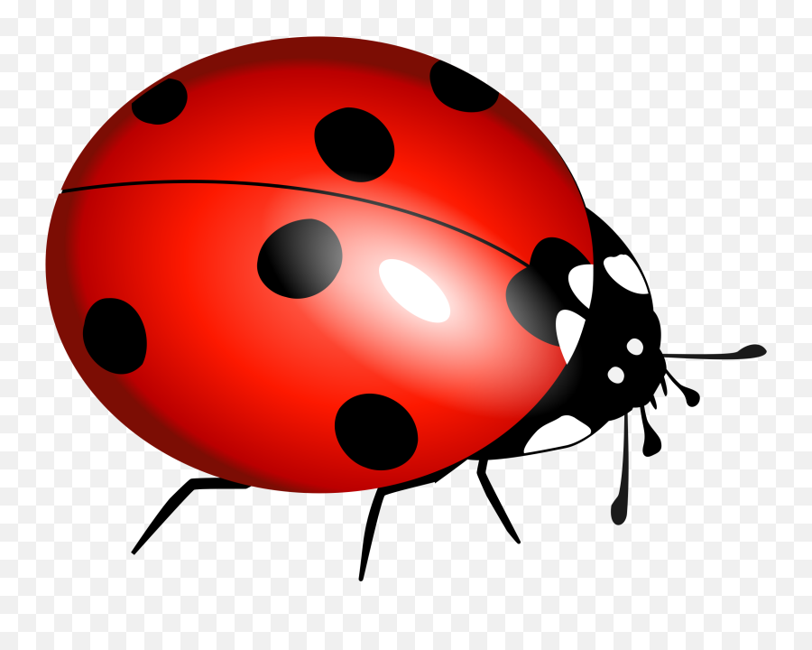 Signs And Symbols - Ladybug Clipart Png Emoji,Dunce Emoji