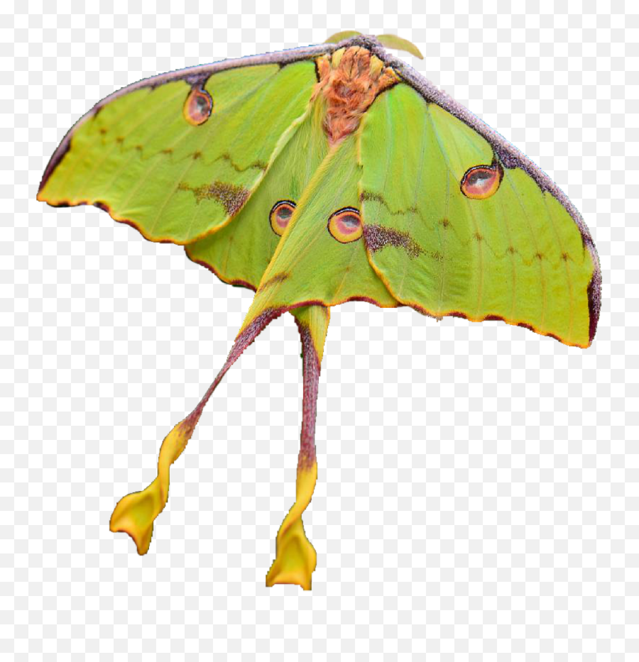 Moon Moths - Lunar Moth Silhouette Png Emoji,Can Luna Moths Feel Emotions