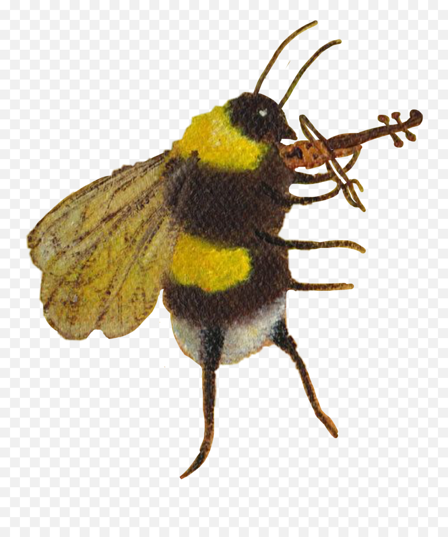 The Most Edited - Bee Violin Emoji,What Do Emoji Lips And Bumble Bee Mean