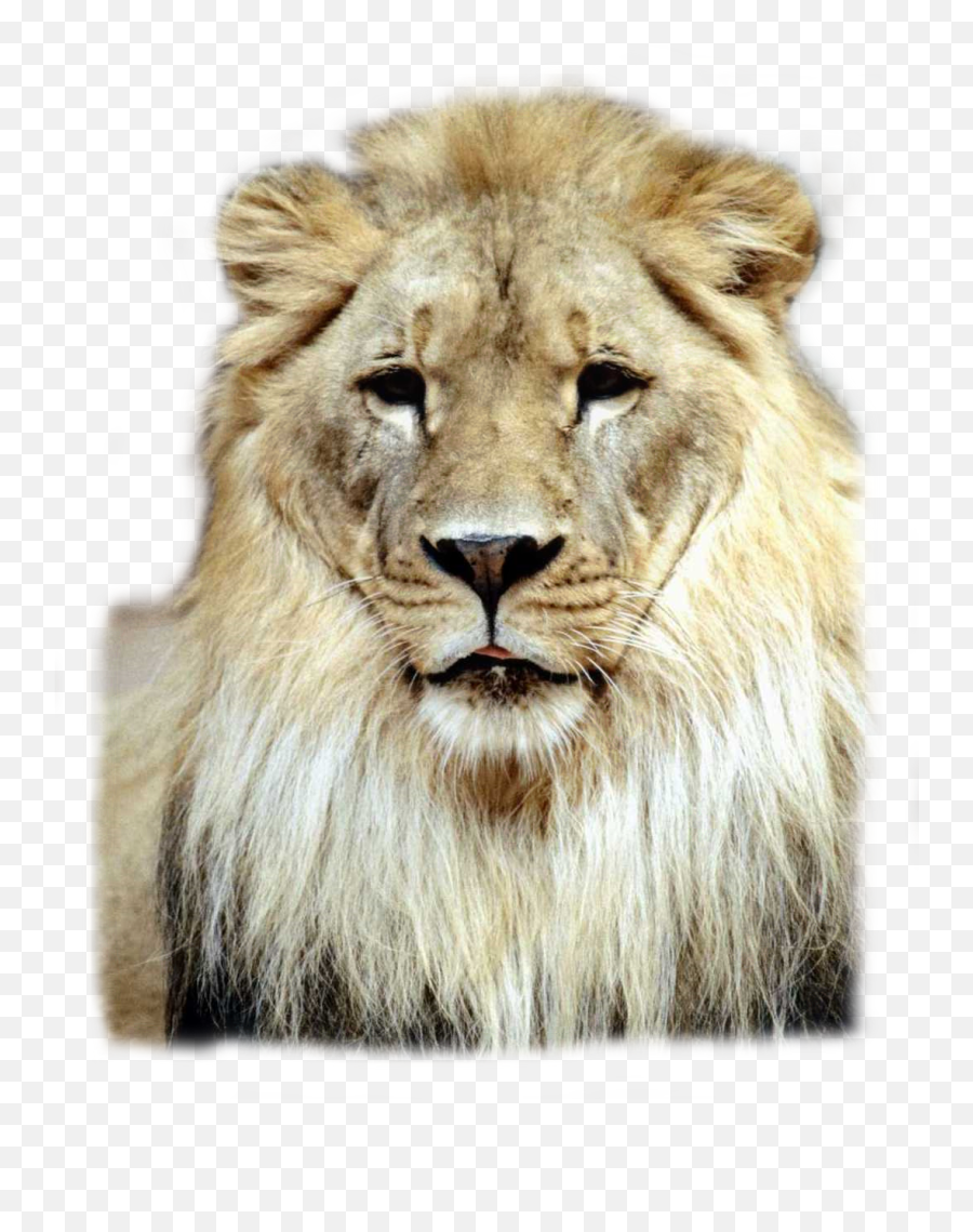 Lion Lions Lionking Sticker By Clayton Lion Hitchens - Has And Have Grade One Emoji,Apple Inc Lion Emoji