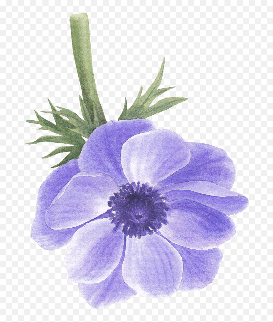 Creative Art Illustration Inspiration - Poppy Anemone Emoji,Bourdon L'expression Des Emotions