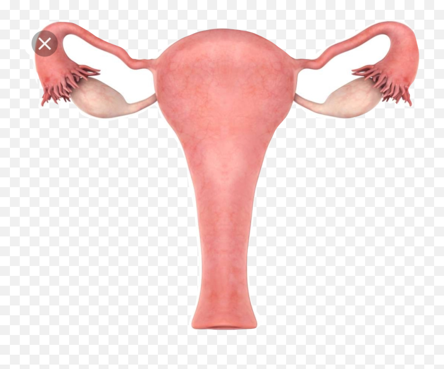 Uterus Sticker - Enlarged Uterus Emoji,Uterus Emoji