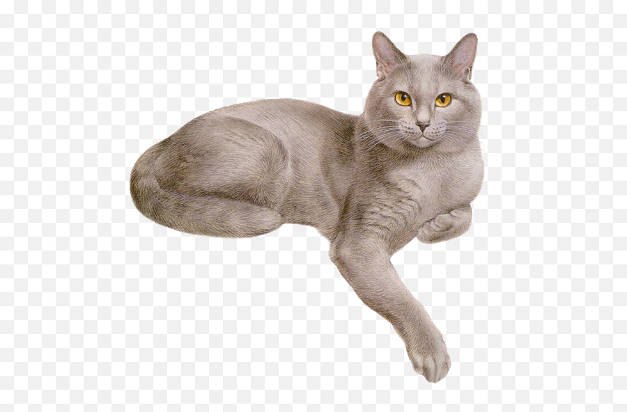 Grey Cats Orange Tabby Cats - Pretty Cat Png Emoji,Grey Cat Emoji