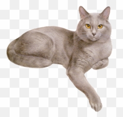 Grey Cats Orange Tabby Cats - Pretty Cat Png Emoji,Grey Cat Emoji