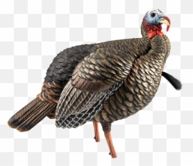 Calls Decoys - Avian X Quarter Strut Hdr Emoji,Turkey Hunting Killshot Emojis