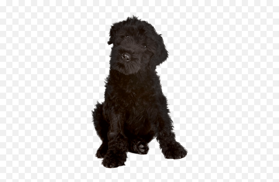 Black Russian Terrier Temperament Grooming U0026 Training - Black Russian Terrier White Background Emoji,Caucasian Mountain Shepherd Puppy Emoticon