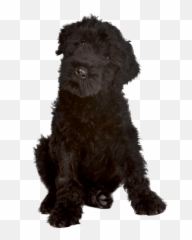 Black Russian Terrier Temperament Grooming U0026 Training - Black Russian Terrier White Background Emoji,Caucasian Mountain Shepherd Puppy Emoticon