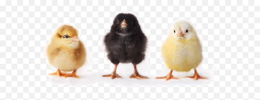 Baby Chick Dietary Issues Emoji,Do Chickens Have Feelings And Emotions