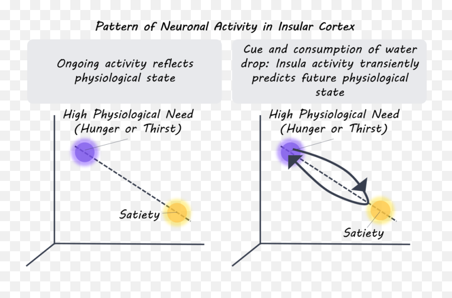 Activity In Insular Cortex Reflects Current And Future Emoji,Hungry Emotion