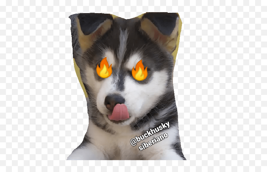 Buck Husky Emoji,3336 Confused Cat Emoji