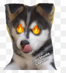 Buck Husky Emoji,3336 Confused Cat Emoji