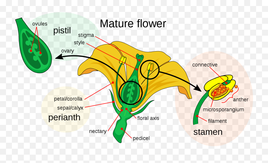 Diagram - Labeled Flower Diagram Emoji,Emoji Quiz Espa?ol