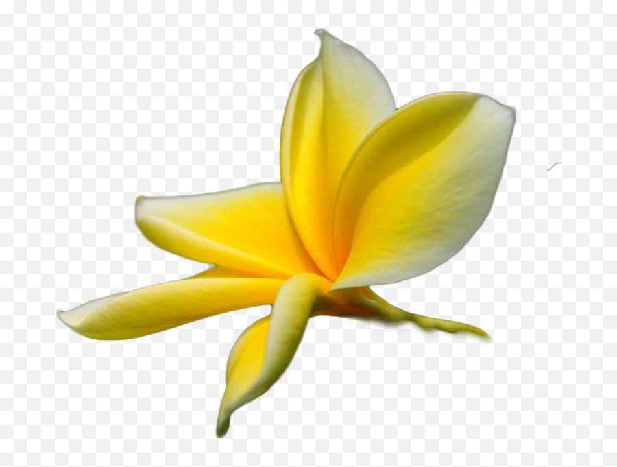 Flower - Tropical Psd Official Psds Fresh Emoji,Tropical Flower Emoji