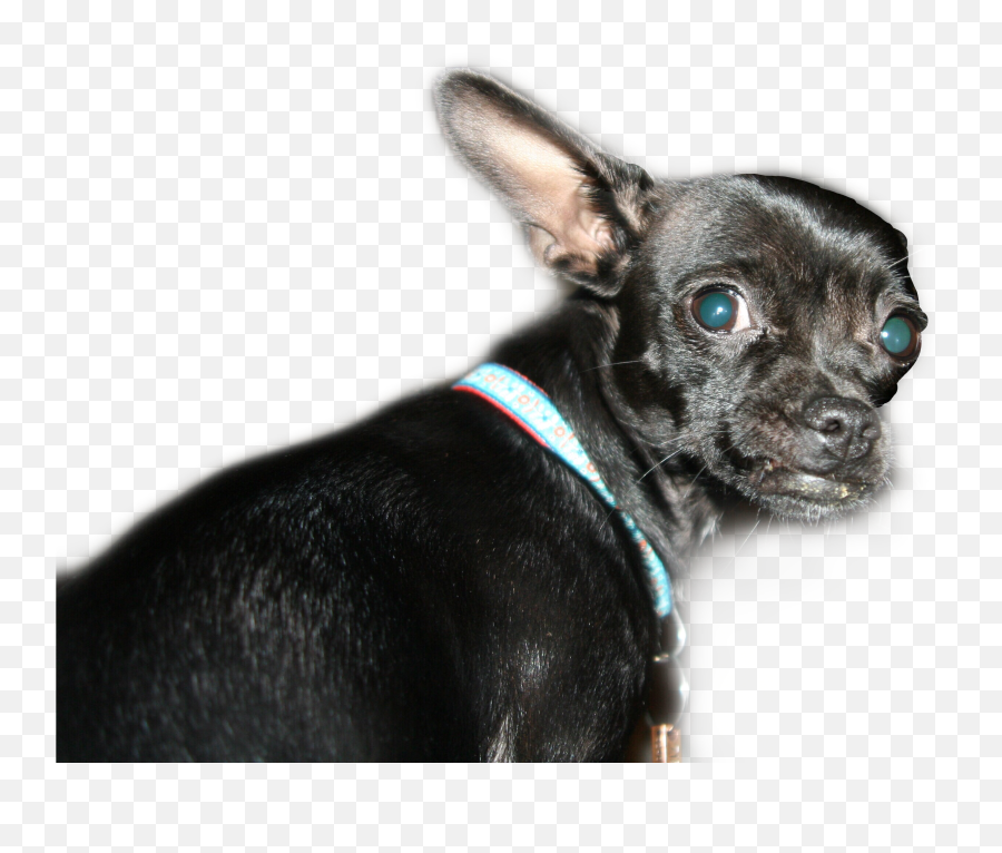 Dog Chihuahua Greeneyes Pet Funny - Martingale Emoji,Chihuahua Emoji