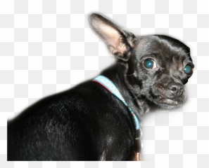 Dog Chihuahua Greeneyes Pet Funny - Martingale Emoji,Chihuahua Emoji