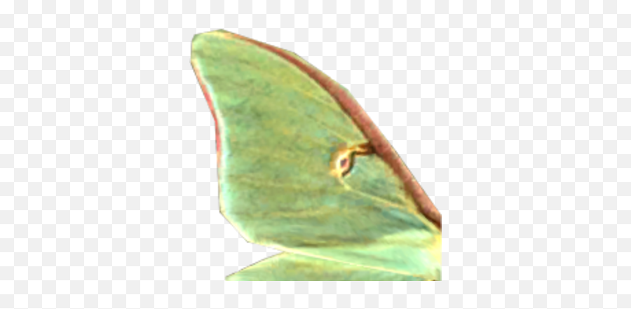 Luna Moth Wing - Luna Moth Wings Transparent Emoji,Can Luna Moths Feel Emotions