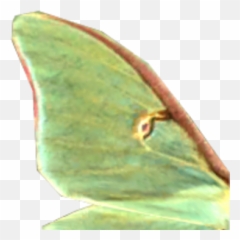 Luna Moth Wing - Luna Moth Wings Transparent Emoji,Can Luna Moths Feel Emotions