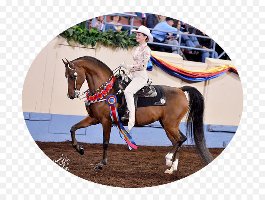 Cherrydale Manor Breeders Of World Champion Morgan Horses - Halter Emoji,Work Emotion D9r 2015 Wrx