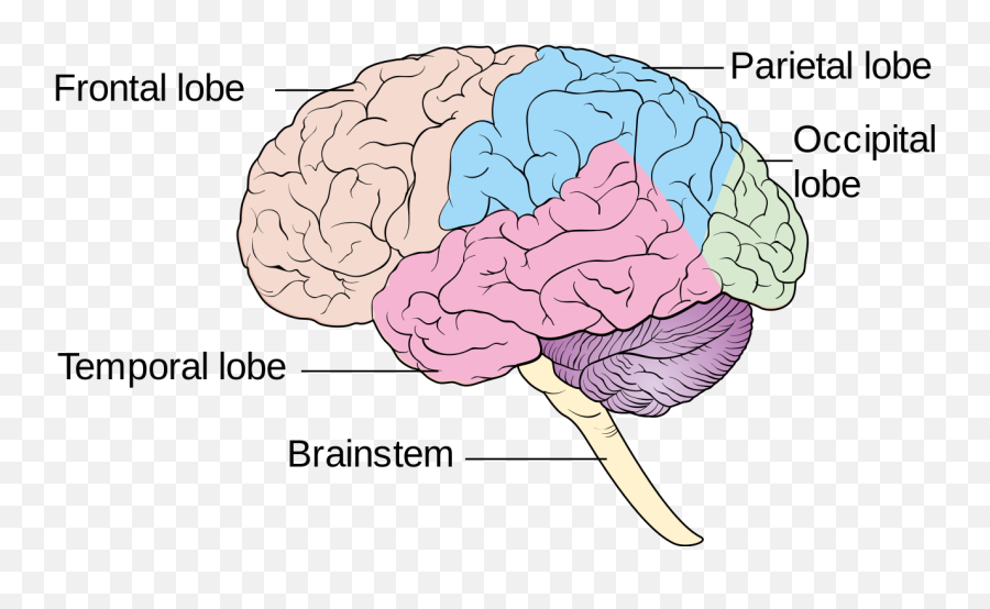 Human Brain Lobes Diagram - Clip Art Library Huaman Brain Diagram Lobe Emoji,Human Brain Diagram Emotions