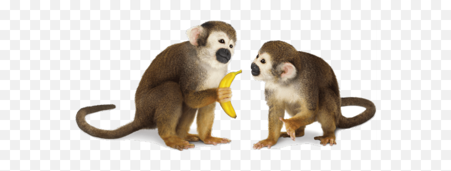 Monkey Png Transparent - Monkeys Transparent Background Emoji,Emoji Moneys Wallaper