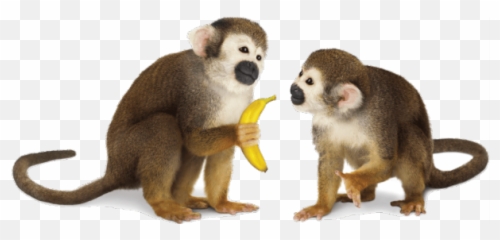 Monkey Png Transparent - Monkeys Transparent Background Emoji,Emoji Moneys Wallaper