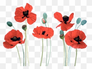Flower Red Poppy Watercolor Sticker - Red Poppy Flower Watercolor Emoji,Poppy Emoji