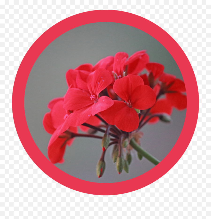Geranium Pure Energy Apothecary - Geranium Flower Emoji,Emotion Code For Geranium