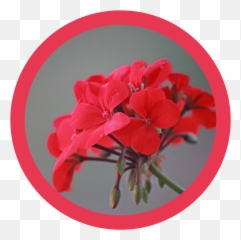 Geranium Pure Energy Apothecary - Geranium Flower Emoji,Emotion Code For Geranium
