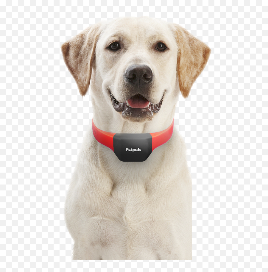 Ai - Dog With Dog Collar Emoji,Dogs Emotions